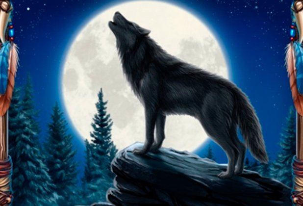Desert Wolf